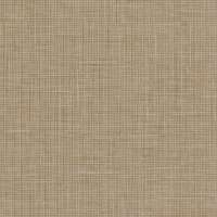 105619 Shirley Apricot
